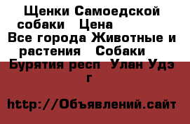 Щенки Самоедской собаки › Цена ­ 25 000 - Все города Животные и растения » Собаки   . Бурятия респ.,Улан-Удэ г.